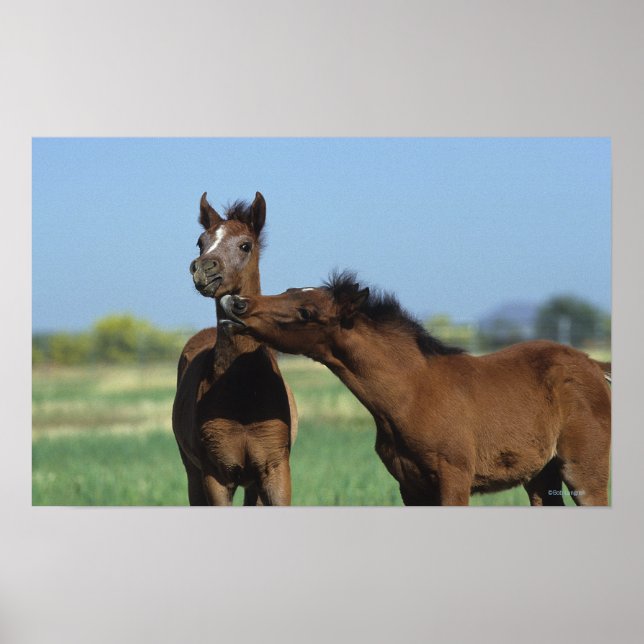 Póster Fotos Reproduzindo 2 (Frente)