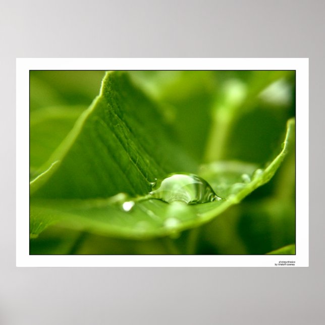 Póster fotossintetizar (Frente)