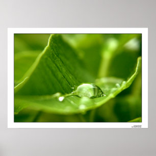 Póster fotossintetize