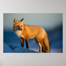 POSTER FOX