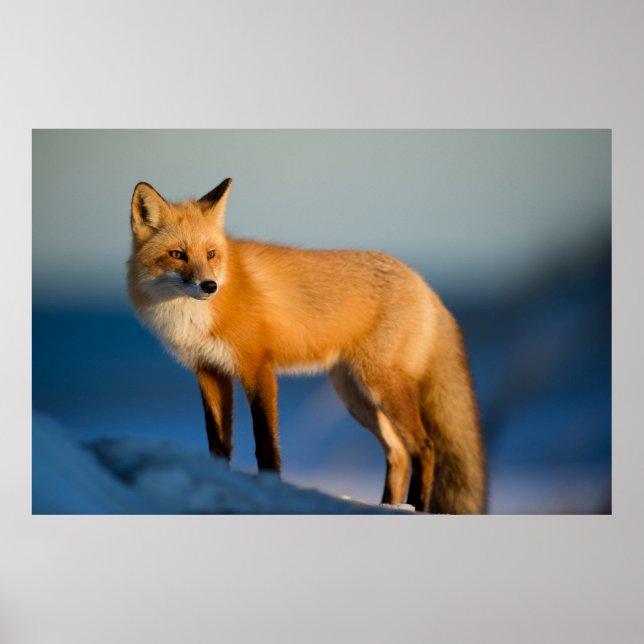 POSTER FOX (Frente)