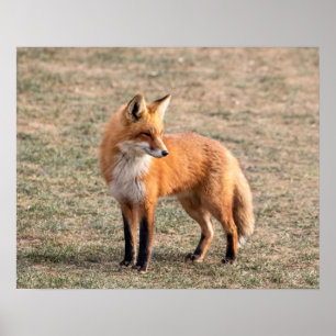 Póster Fox 20x16 vermelho em um campo