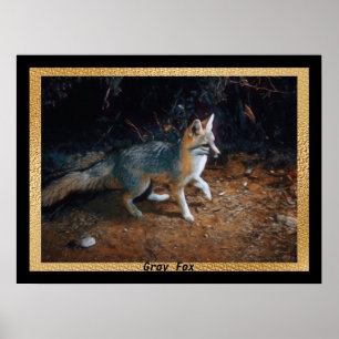 Poster Fox cinzento pronto