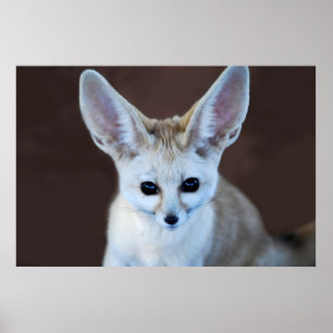 Poster Fox Futest Fennec do Mundo