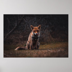 POSTER FOX NO CAMPO DE GRAU