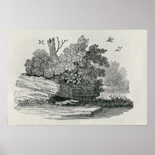 Póster Fox que escapa, 'a história geral de