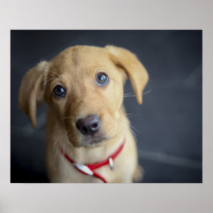 Poster Fox Red Labrador Puppy