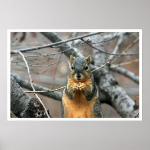 Póster Fox Squirrel in Tree Eating Walnut