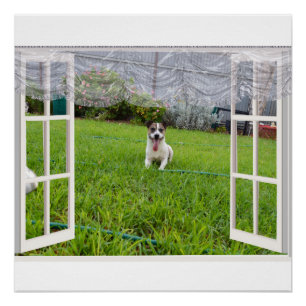Póster Fox Terrier venha jogar, Poster