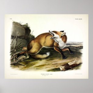 Poster Fox Vermelha Americana, Vulpes vulvus por Audubon