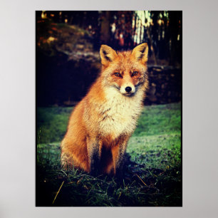 Poster Fox vermelho em uma floresta