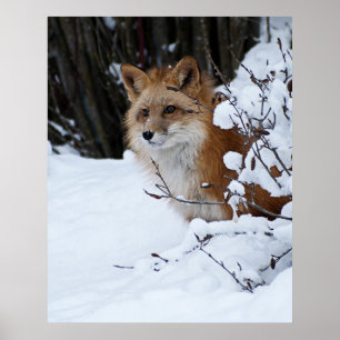 Poster Fox vermelho na neve