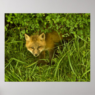 Póster Fox vermelho novo que sai de esconder nos arbustos