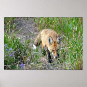 Poster Fox vermelho Sneaky, Colorado