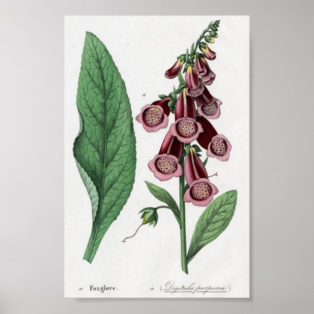 Poster Foxglove (Frente)