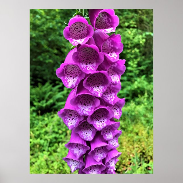 Poster Foxglove Flowers, Oregon (Frente)
