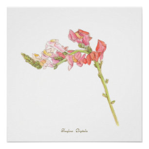 Póster Foxglove Impressão,