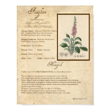FOXGLOVE MAGICK