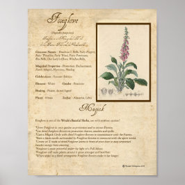 POSTER FOXGLOVE MAGICK