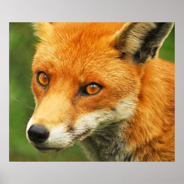 Póster Foxy Lady (Frente)