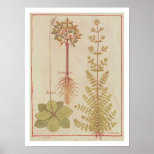 Póster Fr 12322 f.180v Plantain, marjoram e mandrake, f