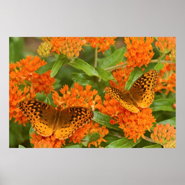 Póster Fragmentos de excelente na Borboleta Milkweed (Frente)