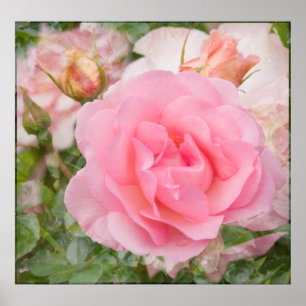Póster Fragrant Cloud Rose Print