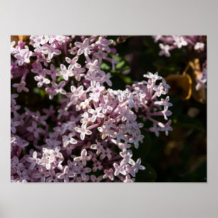Póster Fragrante Lilac