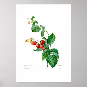 Póster Framboesa