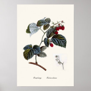 Póster Framboesa