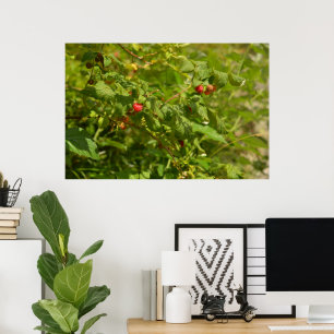 Poster Framboesas Selvagens nos Alpes - Foto Verde e Verm