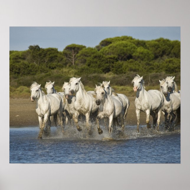 Póster França, Camargue. Cavalos atravessam o estuário 3 (Frente)
