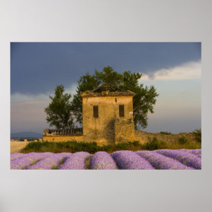 Poster França, Provença. Campo de lavanda e