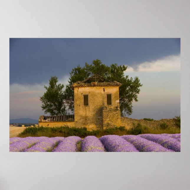 Poster França, Provença. Campo de lavanda e (Frente)