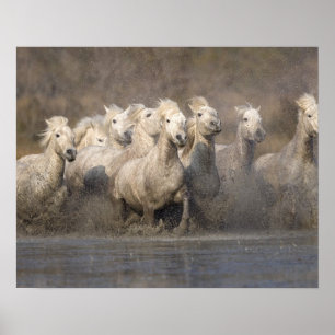 Poster França, Provença. Cavalos brancos Camargue corrend