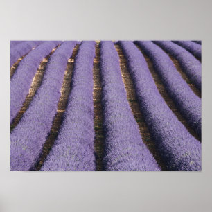 Poster França, Provença. Fileiras de lavanda em flor. 2