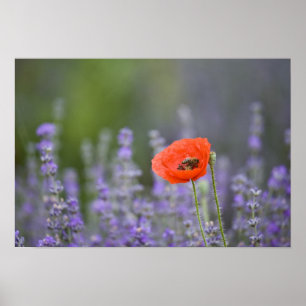 Póster França, Provence. Papoila solitária no campo