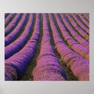 Poster França, Região da Provença. Fileiras ordeiras de