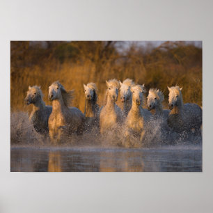 Poster France, Provence. Cavalos brancos de Camargue