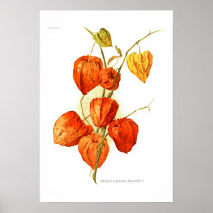 Póster Franchetti do alkekengi do Physalis