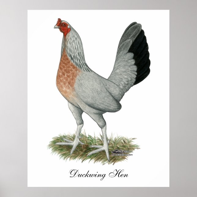 Poster Franga de Jogo Silver Duckwing (Frente)