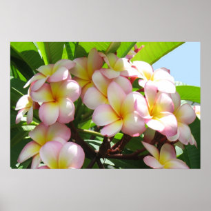 Póster Frangipani