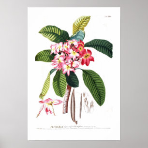 Poster Frangipani