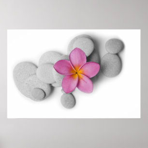 Póster Frangipani e seixos