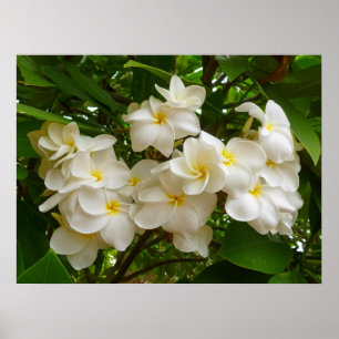 Póster Frangipani havaiano