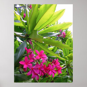 Poster Frangipani havaiano