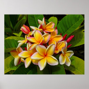 Póster Frangipani havaiano
