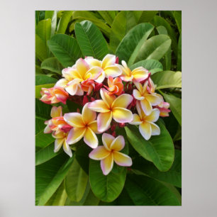 Póster Frangipani havaiano
