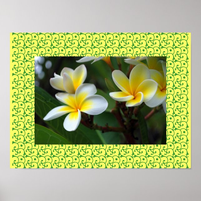 Poster Frangipani Havaiano Flores ditosas Plumerias (Frente)