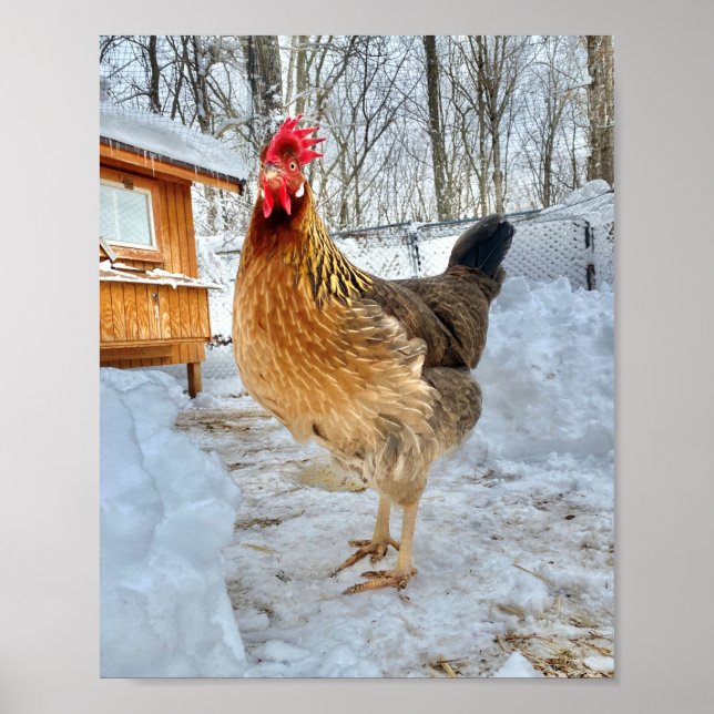 Poster Frango Brown Leghorn (Frente)